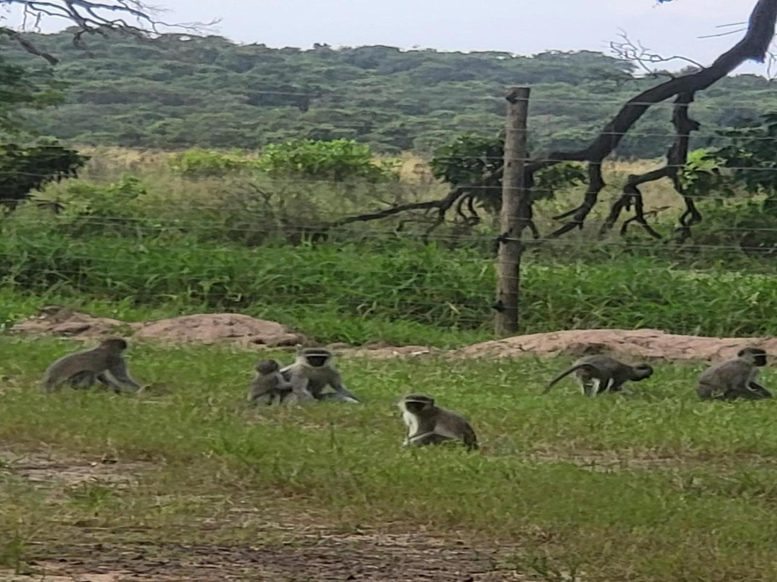 Ihlozi Bush Lodge Hluhluwe Exteriör bild